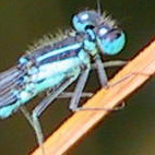 ischnura elegans