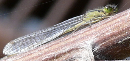 female