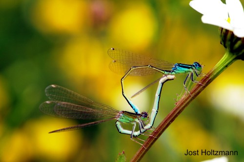 Ischnura pumillio Kleine Pechlibelle couple