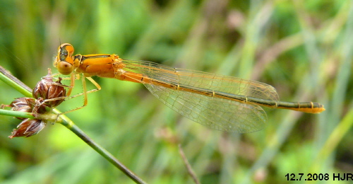 young female