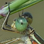 lestes barbarus