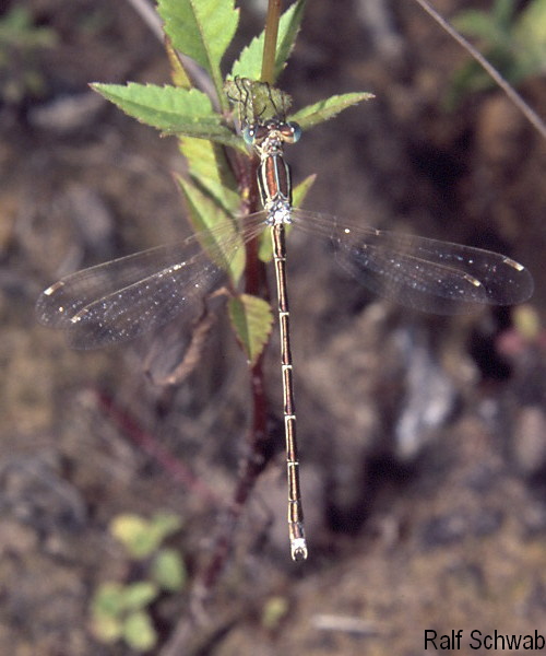 male