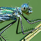 lestes_dryas