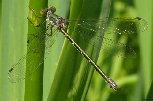 female