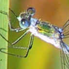 Lestes Sponsa