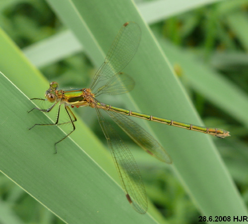 female