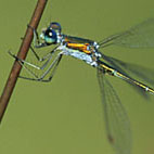 lestes virens