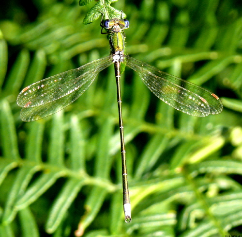 male