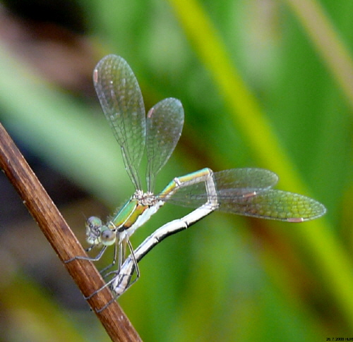 female