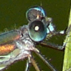 Lestes viridis