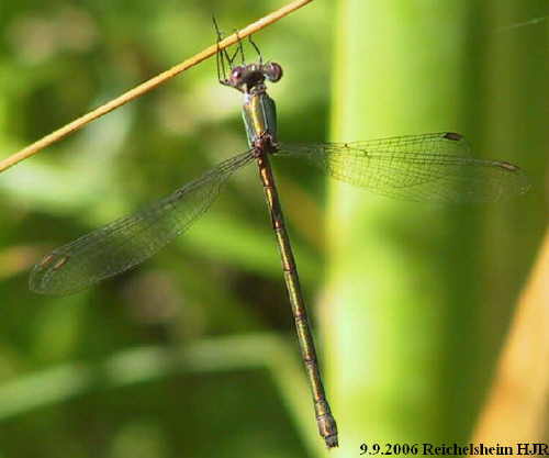 female