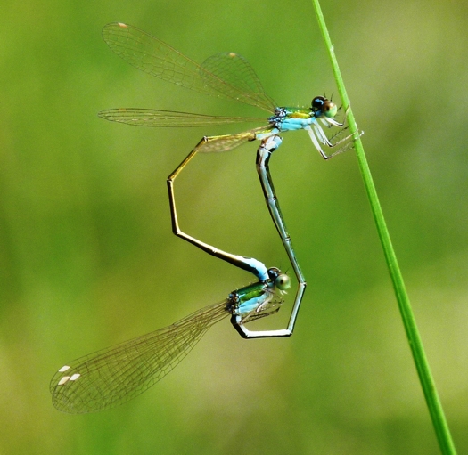 Nehalennia speciosa