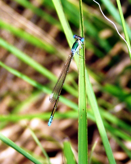 Nehalennia speciosa male