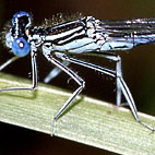 platycnemis pennipes