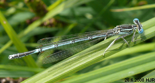 male