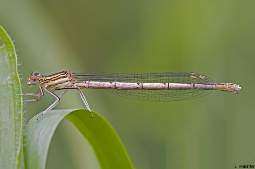 female