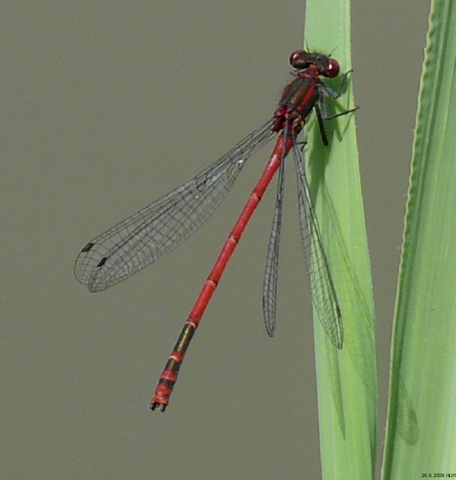 male