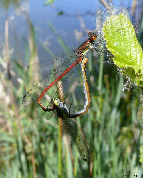 copula