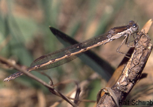 male