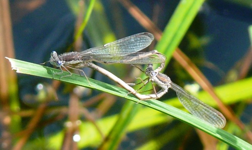 Sympecma fusca couple