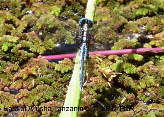 Acisoma panorpoides