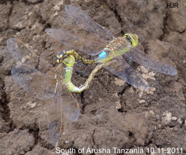 Anax ephippiger