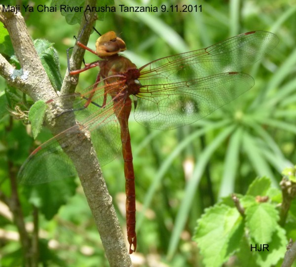 Anax speratus