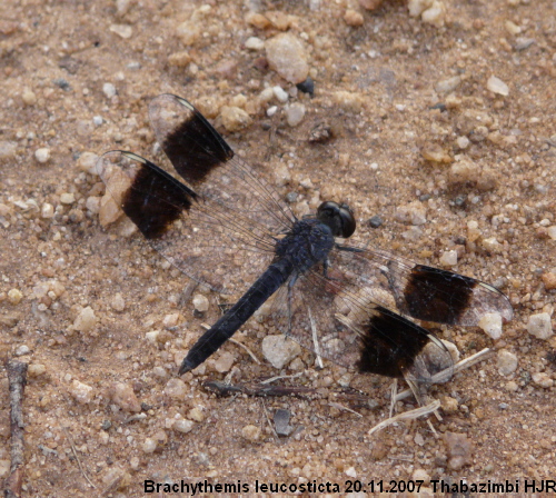 brachythemis leucosticta male