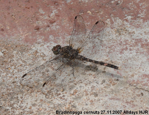 male