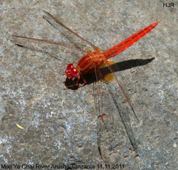 Crocothemis sanguinolenta