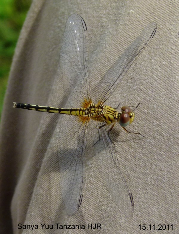 Diplacodes lefebvrii female