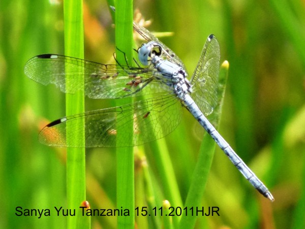 Hemistigma albipunctum