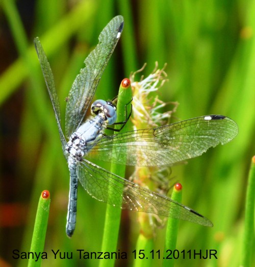 Hemistigma albipunctum