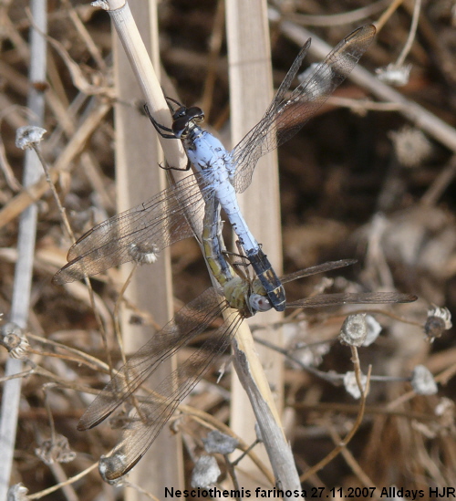 Nesciothemis farinosa