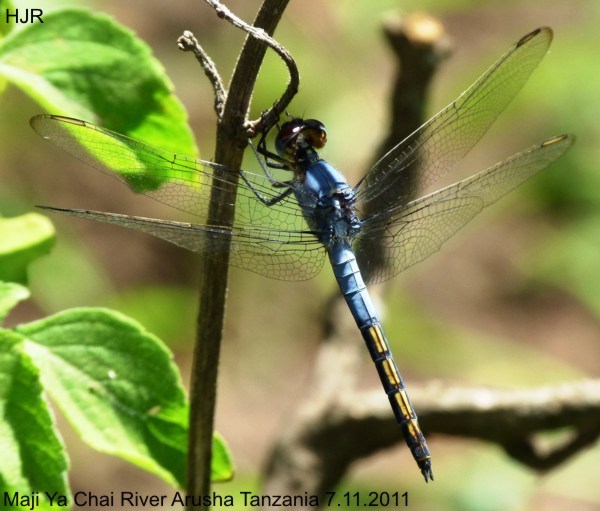 Nesciothemis farinosa