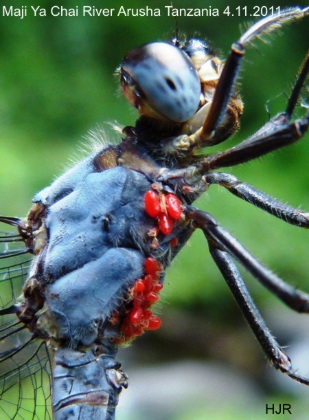 Nesciothemis farinosa