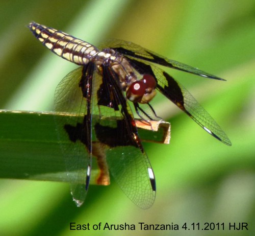 Palpopleura licia