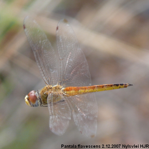PANTALA male