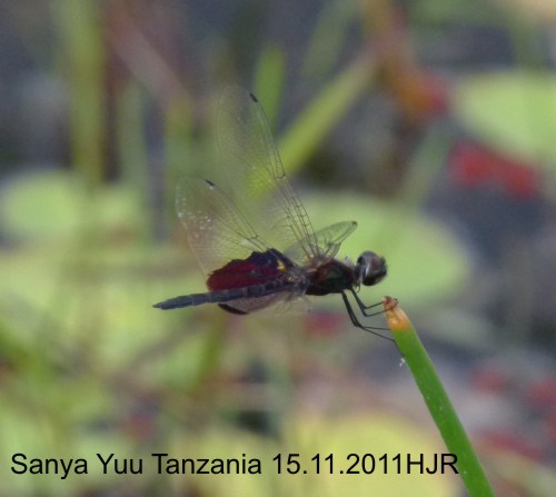 Rhyothemis semihyalina