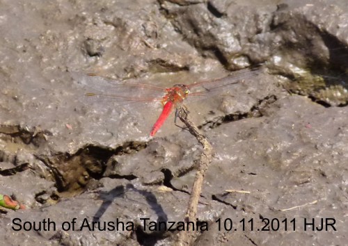 Sympetrum fonscolombii