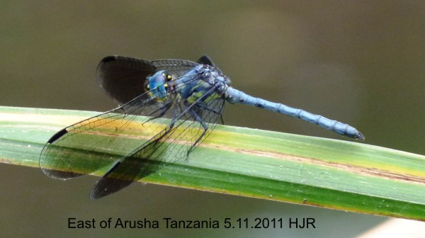 Tetrathemis polleni