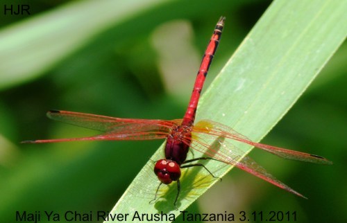 Trithemis arteriosa