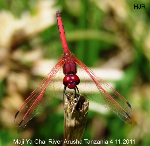 Trithemis arteriosa