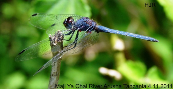 Trithemis furva