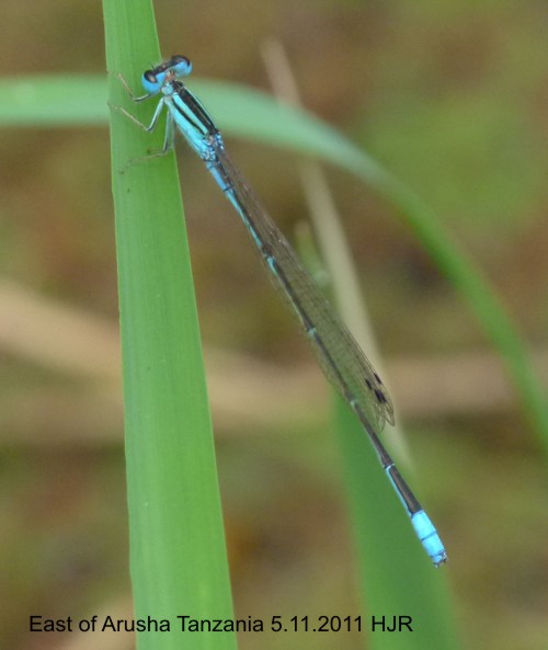 Africallagma elongatum