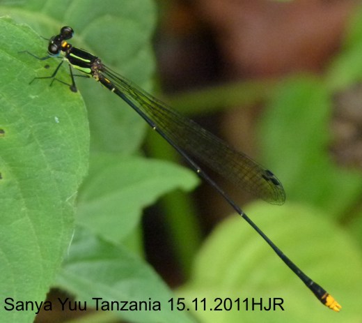 Chlorocnemis abotti male