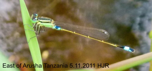 Ischnura senegalensis male