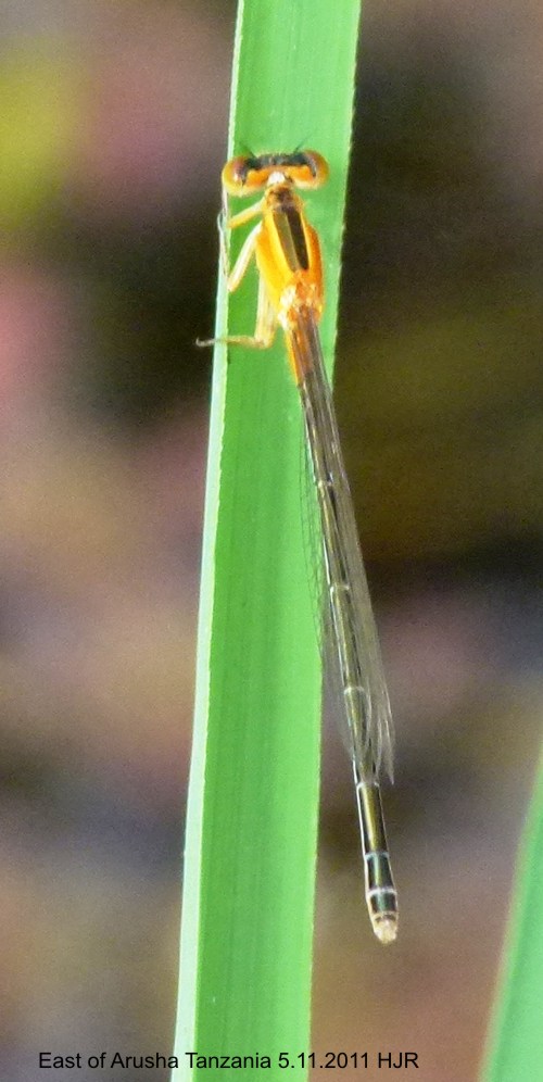 Ischnura senegalensis