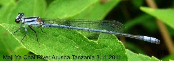 Pseudagrion kersteni