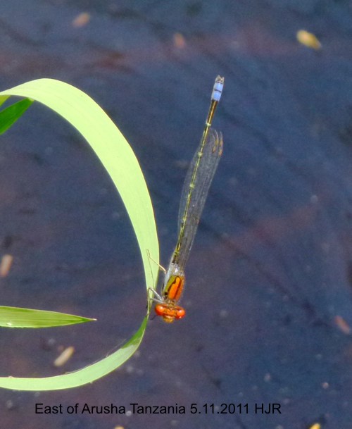 Pseudagrion massaicum